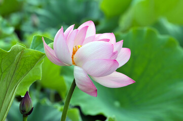 Blossoming lotus flower