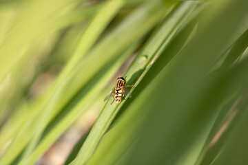 hoverfly on a leaf with front legs up