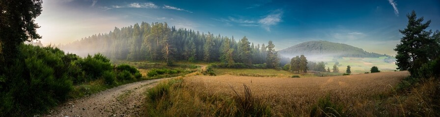 Lumière matinale sur un champ de blé en montagne, à l'avant d'une forêt de pins, Allègre, Auvergne-Rhône-Alpes, France - obrazy, fototapety, plakaty