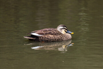 The eastern spot-billed duck or Chinese spot-billed duck (Anas zonorhyncha) swimming in lake in a cloudy day.