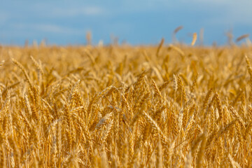 closeup golden wheat field under blue cloudy sky, countryside summer agricultural scene