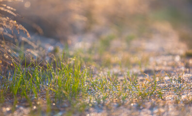 closeup green grass in light of early morning sun, natural plant background