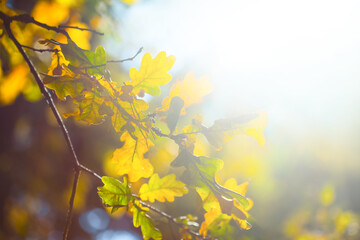closeup oak tree in forest in light of early morning sun