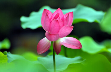 Blossoming lotus flower
