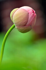 Fototapeta premium Blossoming lotus flower
