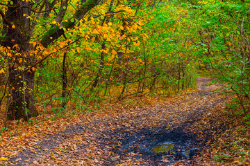 Fototapeta premium dirty ground road covered by dry leaves in forest, autumn natural background