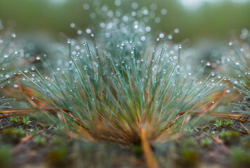 closeup green grass in water drop, natural forest background