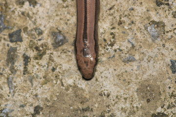 natural Ophiomorus punctatissimus animal macro photography