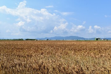 小麦、小麦畑、びわ湖、滋賀県
