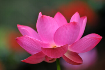 Blossoming lotus flower