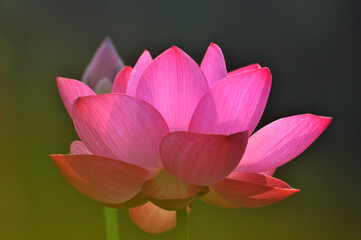 Blossoming lotus flower