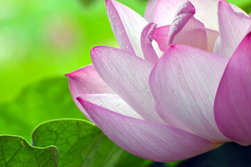 Blossoming lotus flower