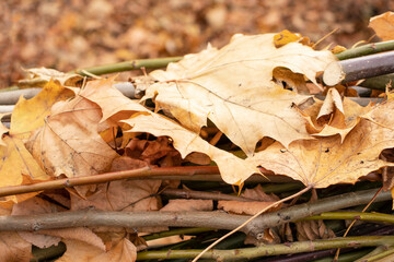 Yellow leaves in the park in autumn