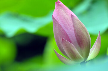  lotus flower bud