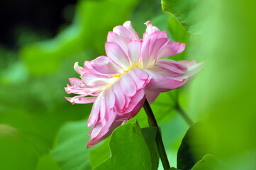 Blossoming lotus flower