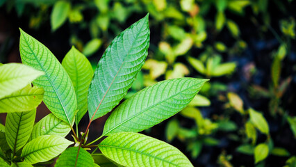 Fototapeta na wymiar Kratom is scientifically known as Mitragyna speciosa (Korth.) Havil. It is a plant belonging to the needle and coffee family. It is very popular in Thailand to increase working power.