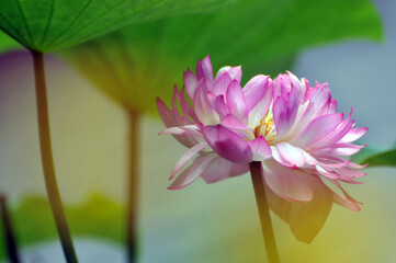 Blossoming lotus flower