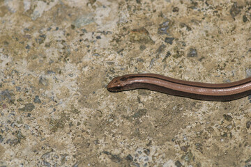 natural Ophiomorus punctatissimus animal macro photography