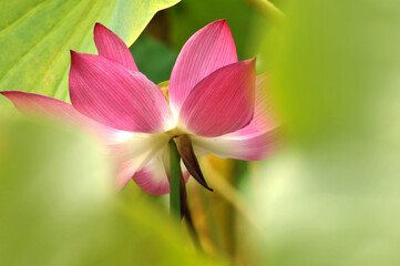 Blossoming lotus flower