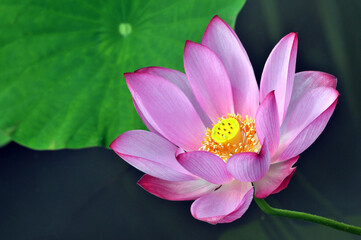 Fototapeta premium Blossoming lotus flower