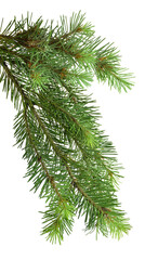 Pine branch. Medicinal plants. Resin and oil are used in cosmetics and medicine. Isolated. Fragrant resinous branch.