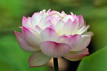 Blossoming lotus flower