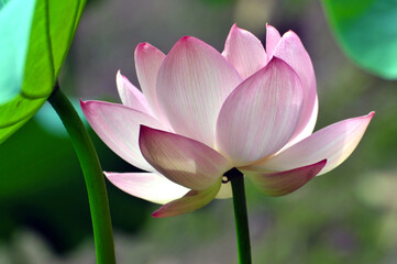 Blossoming lotus flower