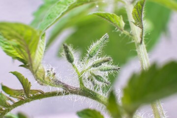 産毛が沢山生えている元気なトマトの新芽