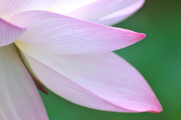 Blossoming lotus flower