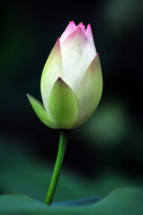  lotus flower bud