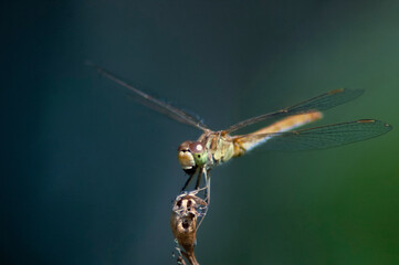 close up of dragonfly