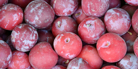 Ripe plum fruits (Latin Prunus) of the new harvest are sold at the bazaar 