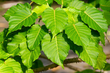 Kalpataru (Ficus religiosa), bodhi tree green leaves, selected focus. Natural background and wallpaper