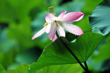 Blossoming lotus flower
