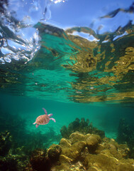 Obraz premium sea ​​turtle in its natural environment in the caribbean sea