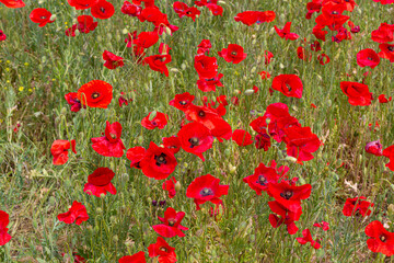 Fototapeta na wymiar field of red poppies, beautiful delicate flowers