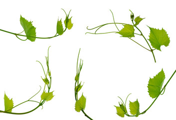 Set : vine with leaves. grapevines with green leaves. Isolated. fresh young vine leaves. Spring. Summer. Banner design.
