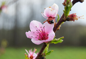 Delicate pink floral background with copy space and blurred background. Branches of peach tree in blooming in garden.  Selective focus