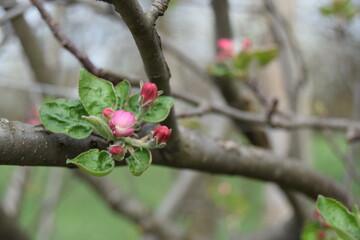 Apple branches with buds before flowering on a blurred background. Spring in an orchard. Close-up of apple tree buds on selective focus