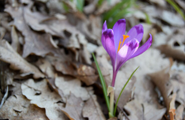 Close-up of a single of blooming crocus flowers in the forest. Purple crocus grows through dry brown leaves. The first flowers of spring
