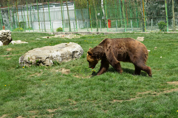 Animal rights. Friendly brown bear walking in zoo. Zoo concept. Large bear species found across Eurasia and North America. In North America, the populations of brown bears are called grizzly bears