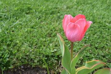 Red tulip. One red tulip on a blurred background of green grass. Selective soft focus. Blooming garden flowers.