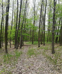 Picturesque deciduous forest in early spring. The green grass makes its way through the dry leaves