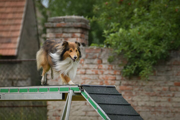 Sheltie in agility balance beam.  Amazing day on czech agility competition. They are middle expert it means A2.