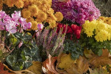 Fleurs d'automne, chrysanthème,cyclamen et bruyère	