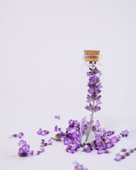 Isolated blooming lavender flower in a tube with fresh blossoming petals on the side on bright purple background. Minimal isolation growing concept. Fresh summer scent. Improving separate idea.