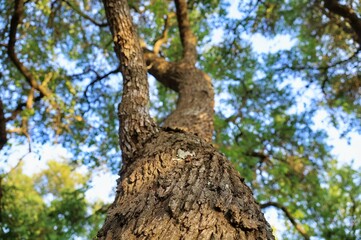 Fototapeta na wymiar Texas Live Oak Tree