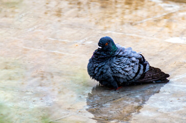 Obraz premium Rock pigeons are enjoying post rain water logging.