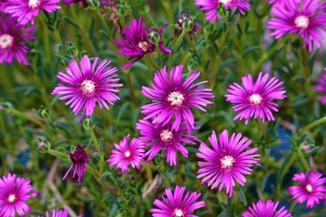 Obraz premium spring flowers