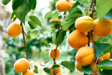 Branch with ripe apricots hanging on a tree in garden in summer day. Harvesting of apricots. Organic gardening.